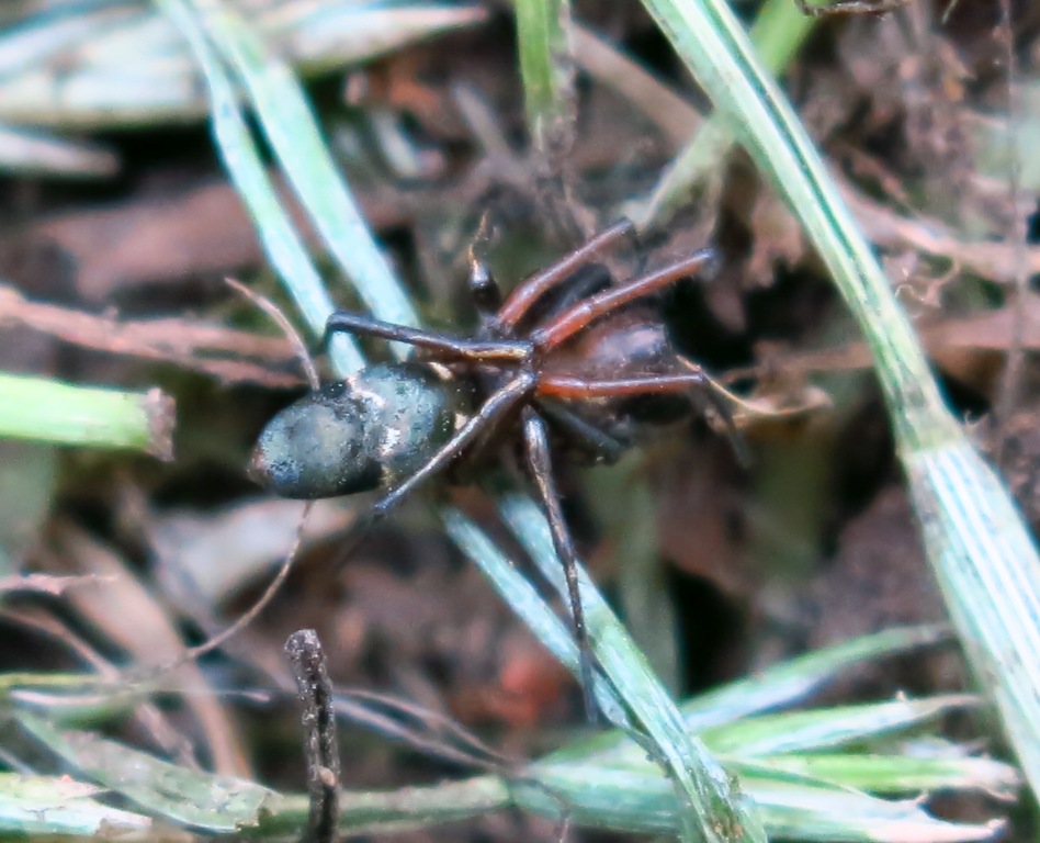 Micaria sp. - Acquapendente (VT)