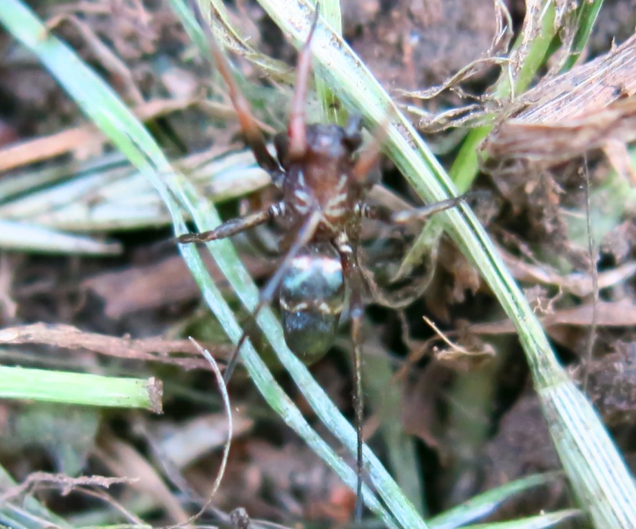 Micaria sp. - Acquapendente (VT)