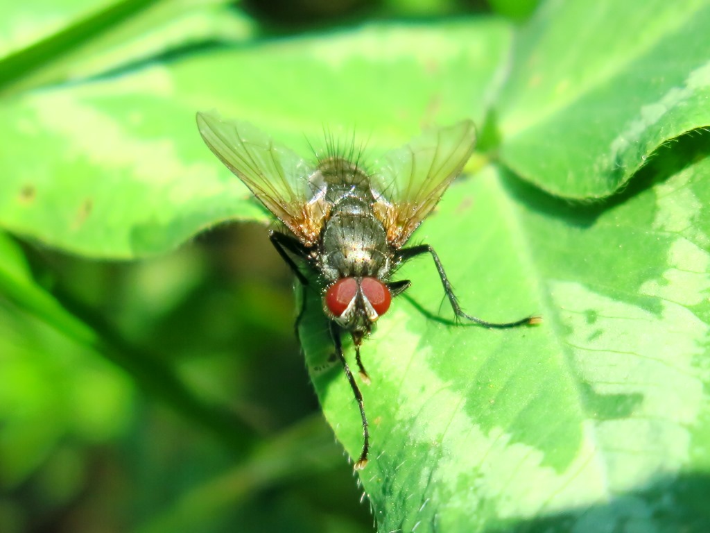 Tachinidae: Macquartia sp. (maschio)