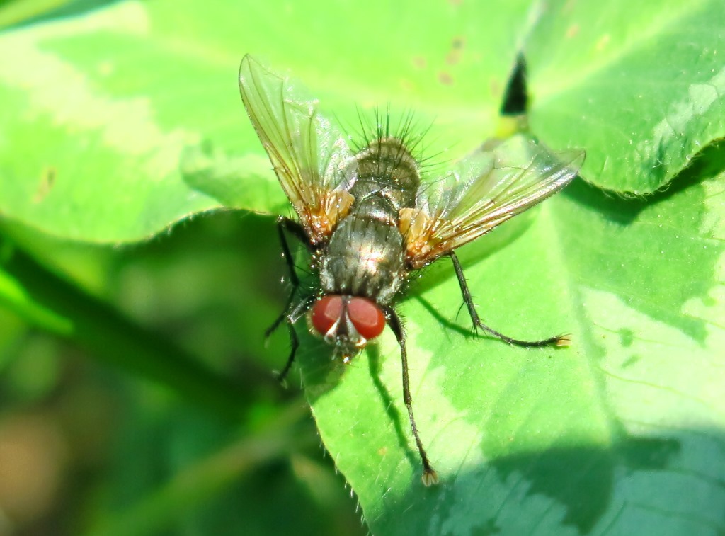 Tachinidae: Macquartia sp. (maschio)