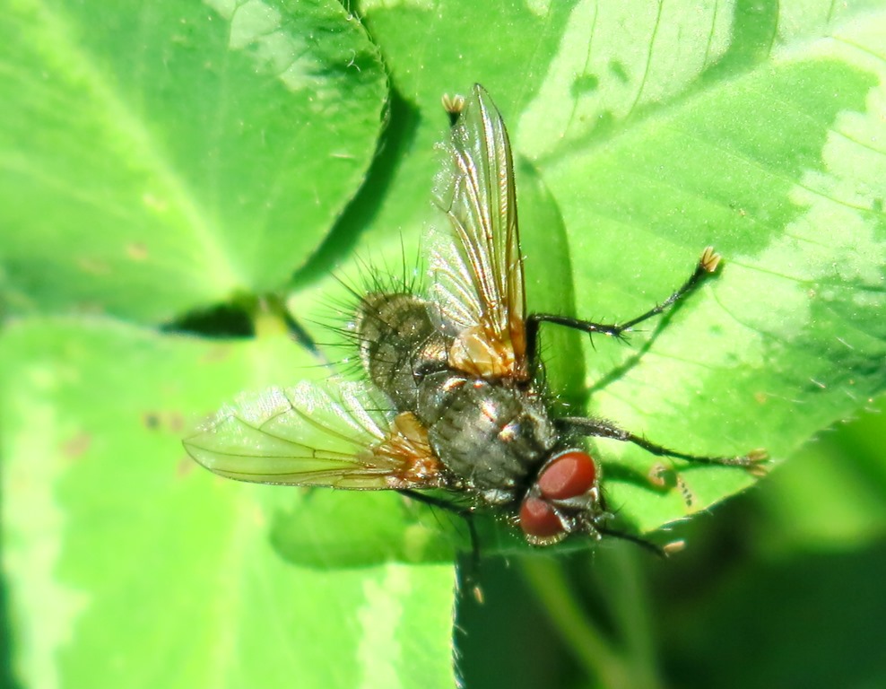 Tachinidae: Macquartia sp. (maschio)