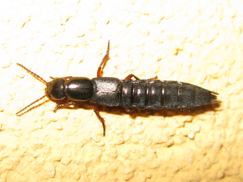 Staphylinidae da detreminare? - Tasgius pedator