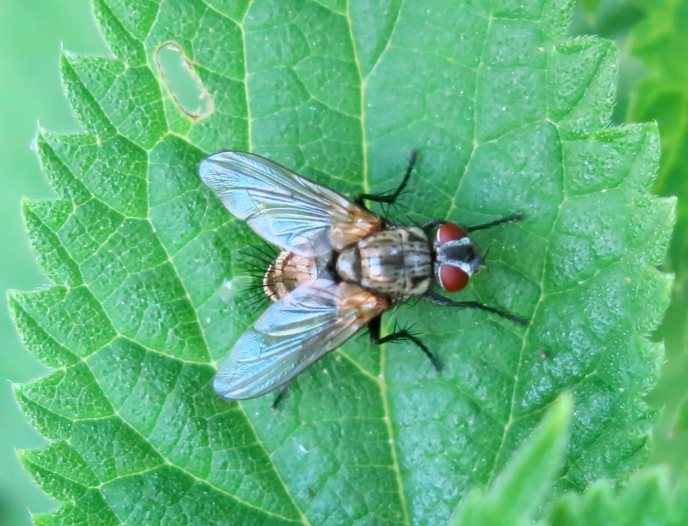 Tachinidae Dexiinae
