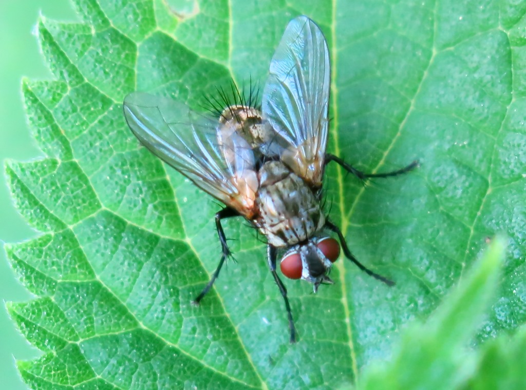 Tachinidae Dexiinae