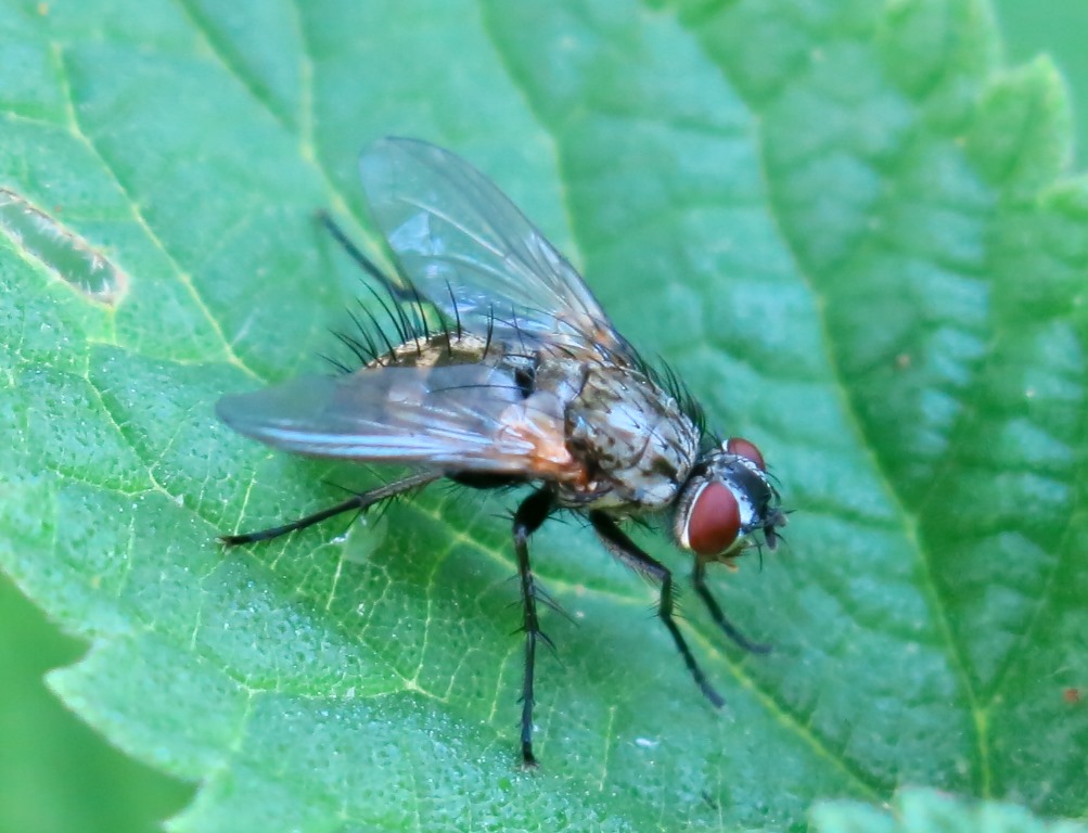 Tachinidae Dexiinae