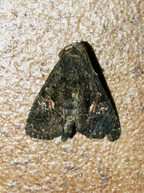 Noctuidae da determinare? - Aedia leucomelas