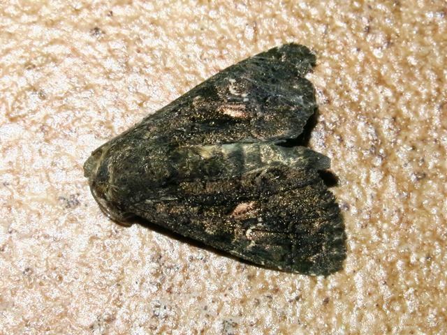 Noctuidae da determinare? - Aedia leucomelas