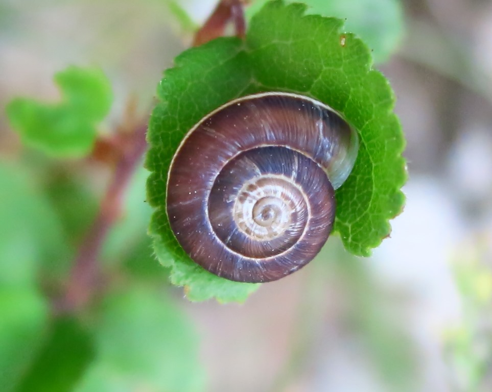 gastropoda da determinare 2?