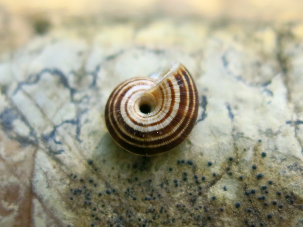 gastropoda da determinare 2?
