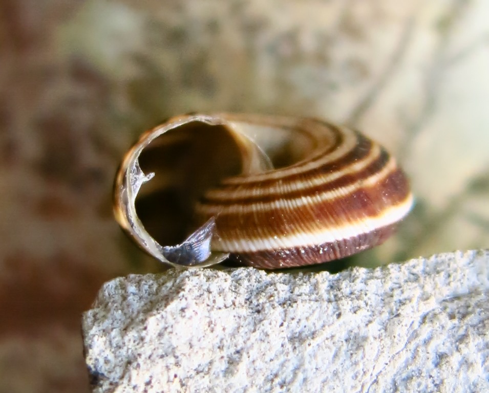 gastropoda da determinare 2?