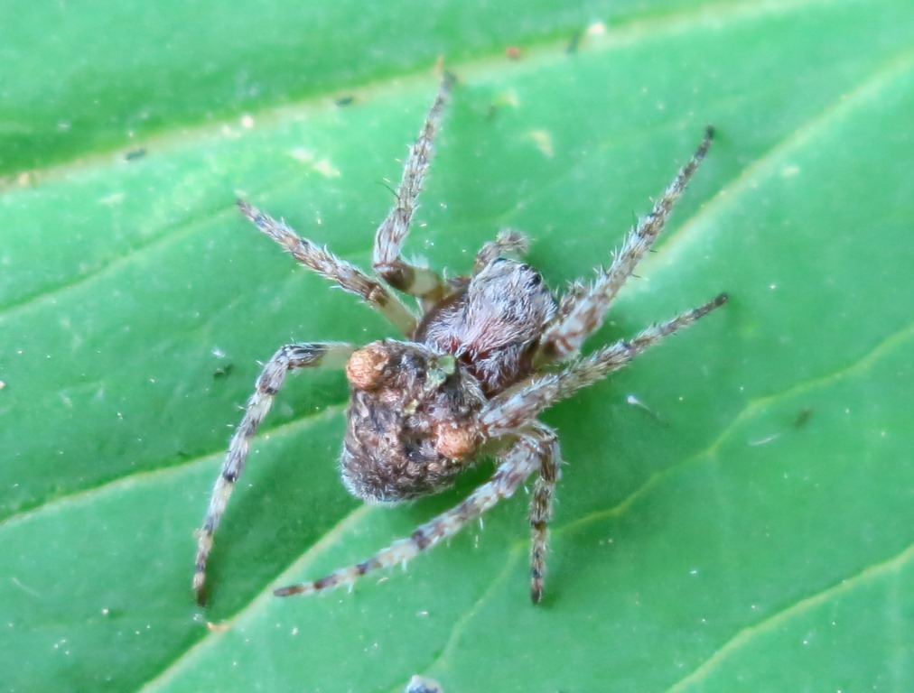 Gibbaranea gibbosa - Acquapendente (VT)