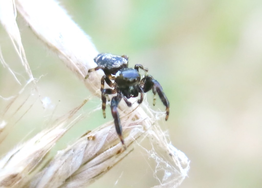 Macaroeris nicolens - Acquapendente (VT)