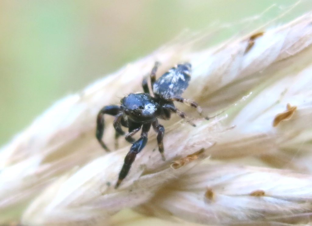 Macaroeris nicolens - Acquapendente (VT)