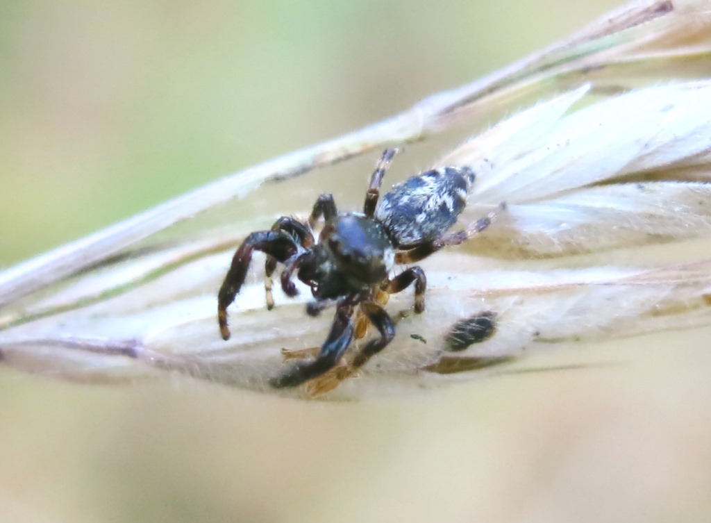 Macaroeris nicolens - Acquapendente (VT)