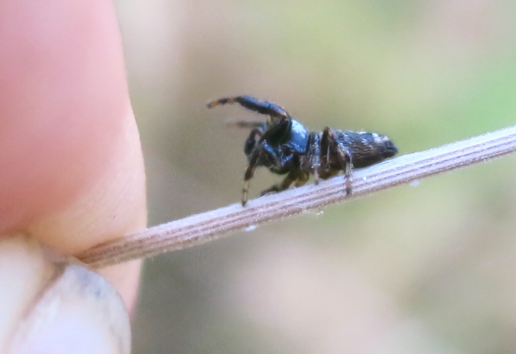 Macaroeris nicolens - Acquapendente (VT)