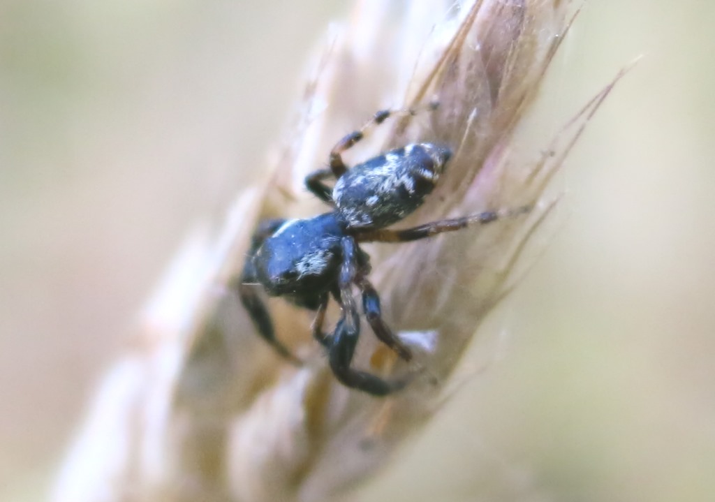 Macaroeris nicolens - Acquapendente (VT)