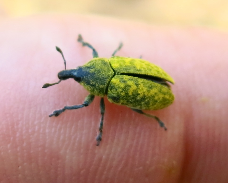 Curculionidae - Larinus flavescens (cfr.)