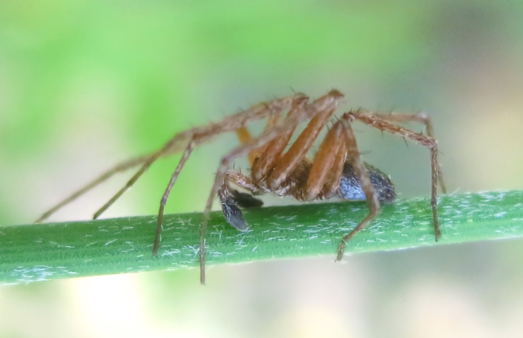Philodromu sp. - Acquapendente (VT)