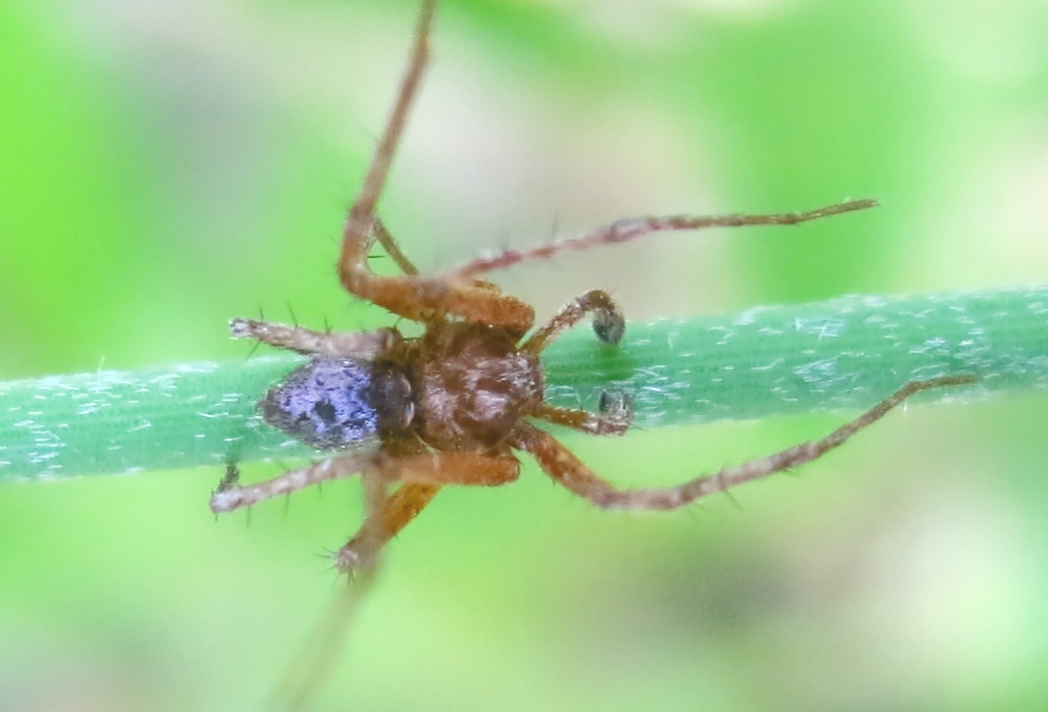 Philodromu sp. - Acquapendente (VT)