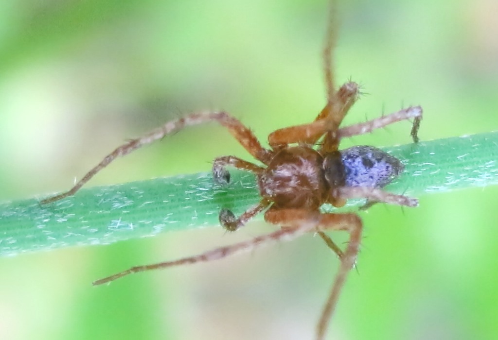 Philodromu sp. - Acquapendente (VT)