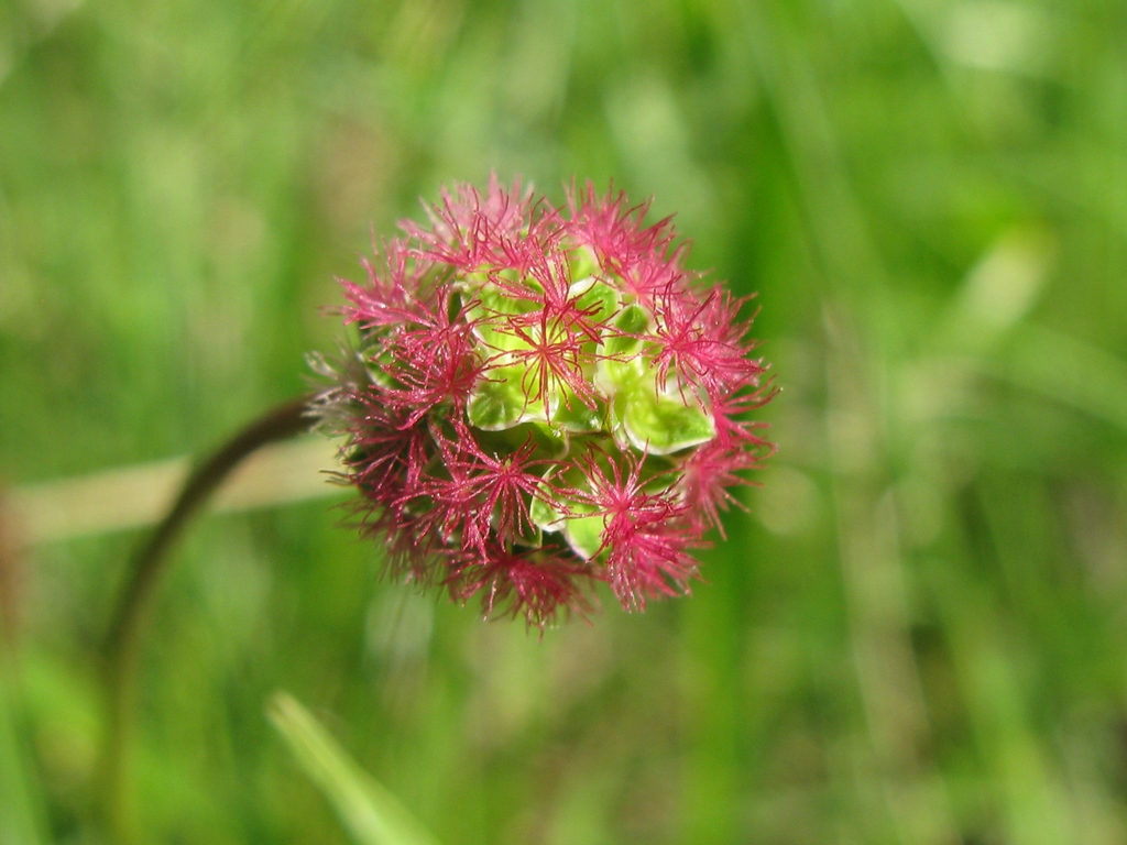 Sanguisorba minor (Rosaceae)