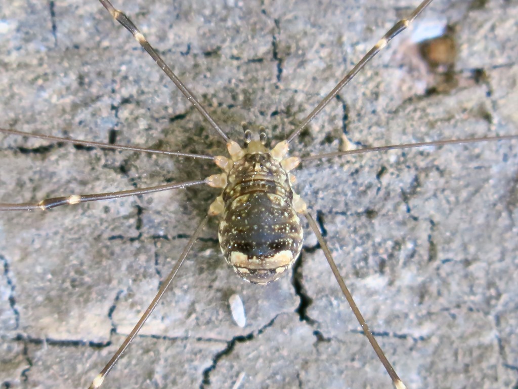 Nelima sp.