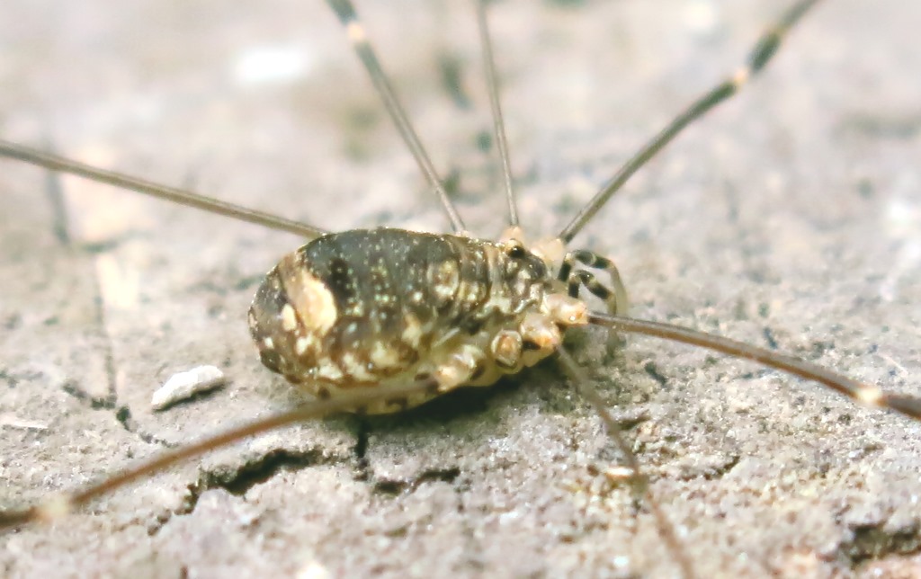 Nelima sp.