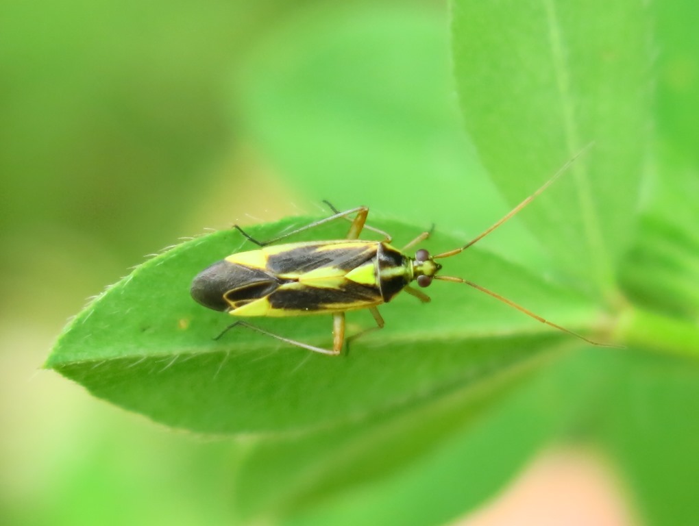 Miridae: Stenotus binotatus del Viterbese