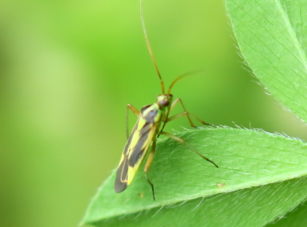 Miridae: Stenotus binotatus del Viterbese