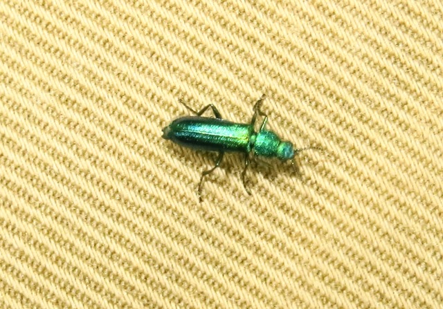 Psilothrix viridicoerulea, Dasytidae