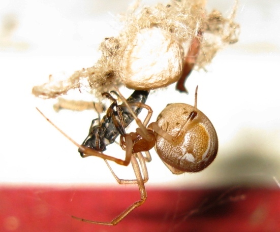 Parasteatoda lunata (scura e chiara) - Acquapendente (VT)