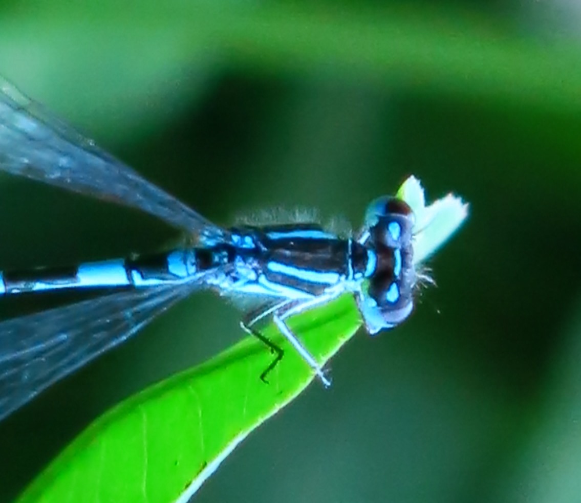 Coenagrion mercuriale