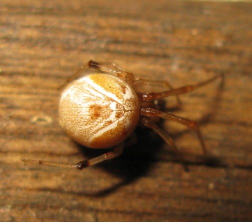 Parasteatoda lunata (scura e chiara) - Acquapendente (VT)