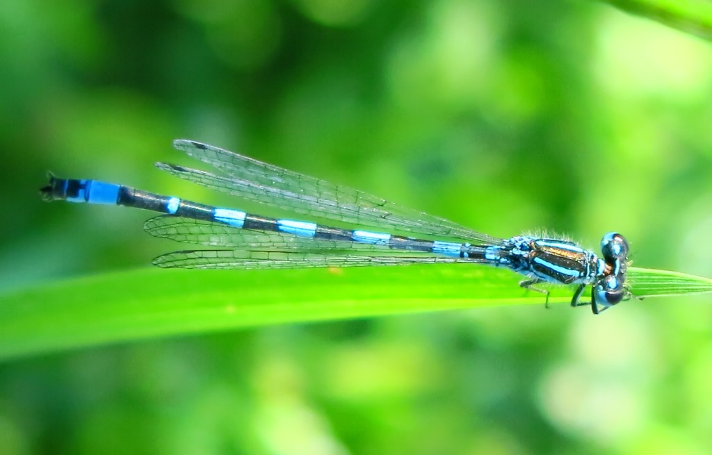 Coenagrion mercuriale