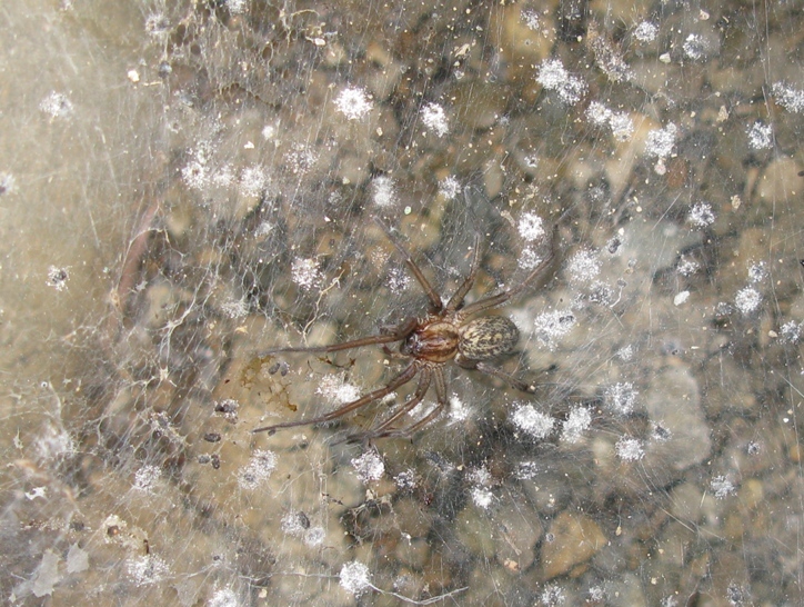 Tegenaria sp. - Acquapendente (VT)