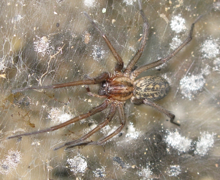 Tegenaria sp. - Acquapendente (VT)