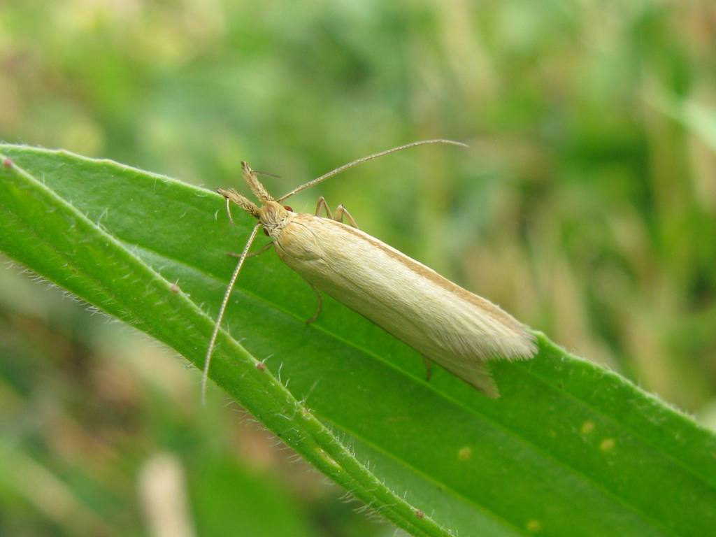 PICCOLO LEPIDOTTERO DA DETERMINARE? , Natura Mediterraneo Forum