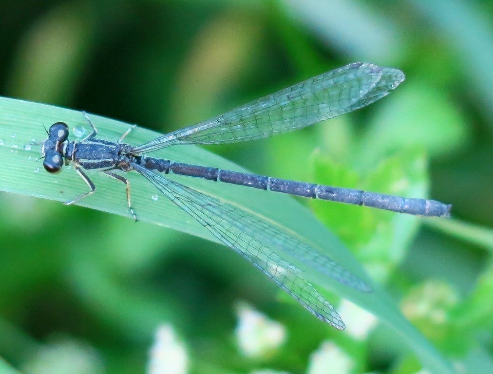 odonata da determinare?