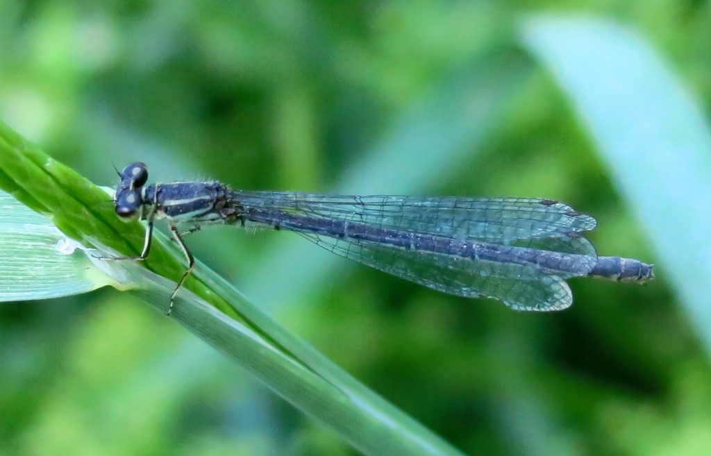 odonata da determinare?