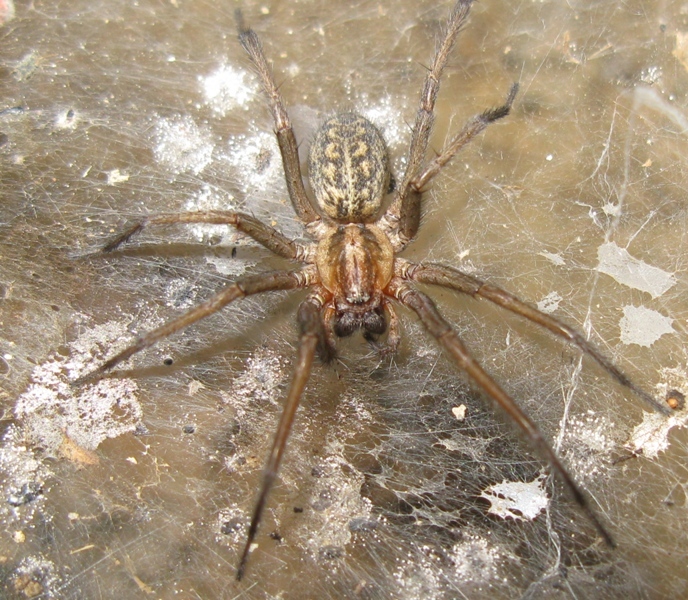 Tegenaria sp. - Acquapendente (VT)