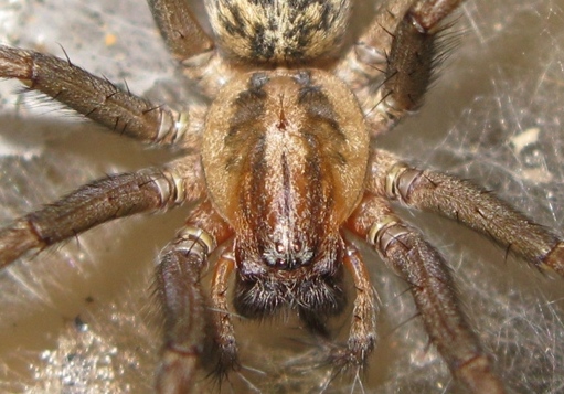 Tegenaria sp. - Acquapendente (VT)