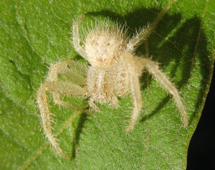 Heriaeus cf. hirtus - Acquapendente (VT)