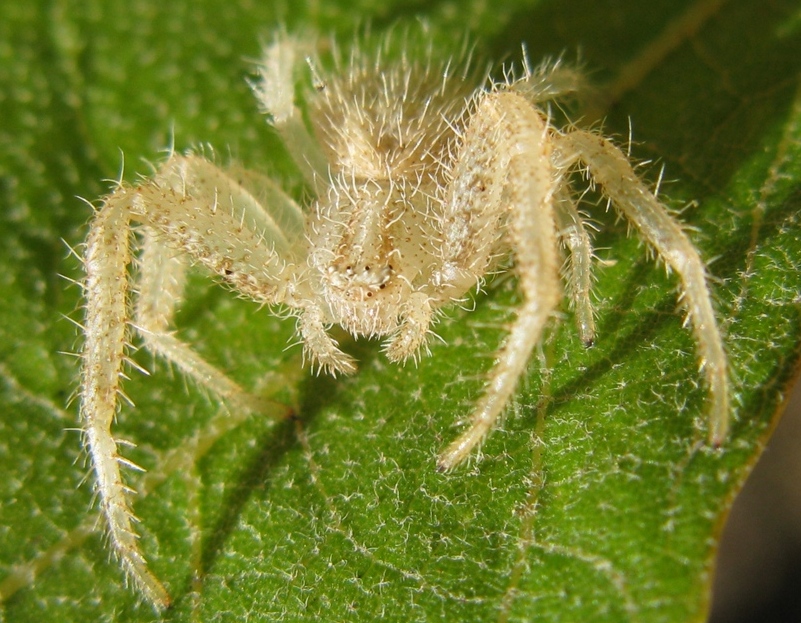 Heriaeus cf. hirtus - Acquapendente (VT)