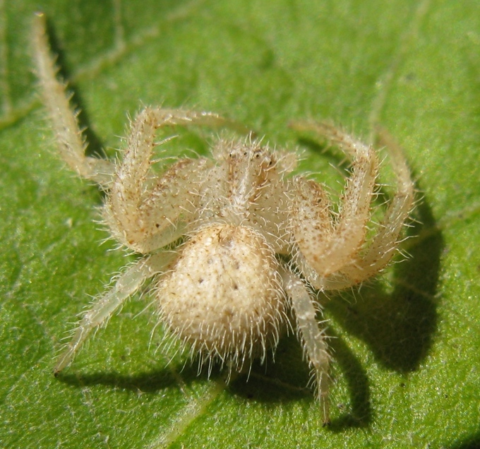 Heriaeus cf. hirtus - Acquapendente (VT)