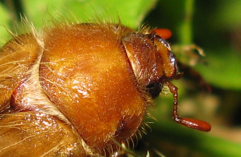 Melolonthidae da determinare?