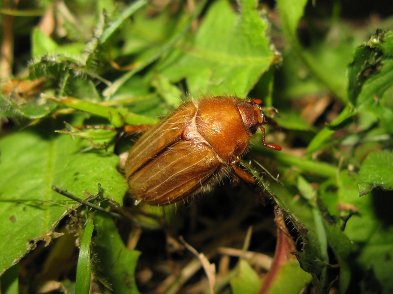 Melolonthidae da determinare?