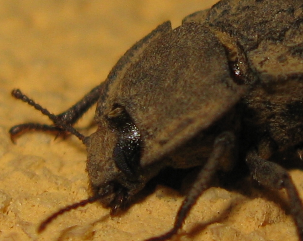 Tenebrionidae, Asida luigionii ssp. luigionii