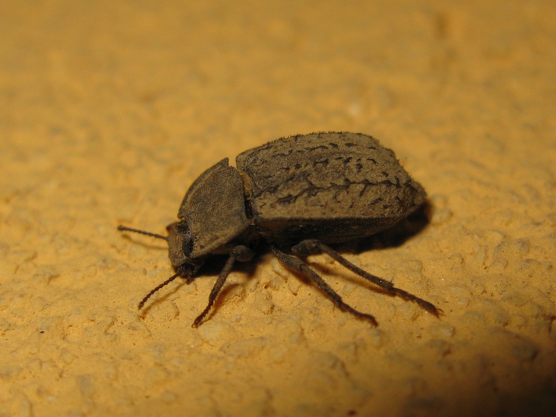 Tenebrionidae, Asida luigionii ssp. luigionii