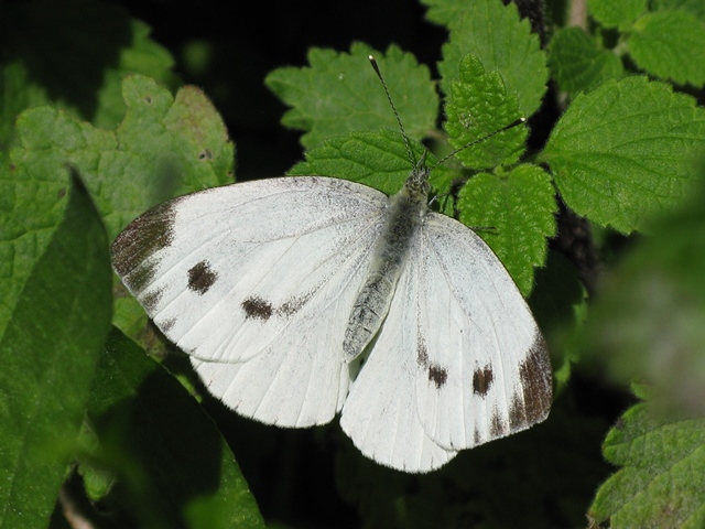 Pieridi da determinare - Pieris napi