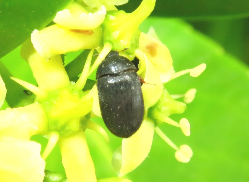 mini coleottero da id: Attagenus sp., Dermestidae